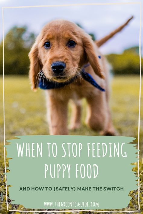 Puppy Feeding Guide, Feeding Puppy, Pet Nutrition, Soft Food, Puppy Chow, Growth And Development, Purebred Dogs, Animal Nutrition, Puppy Food