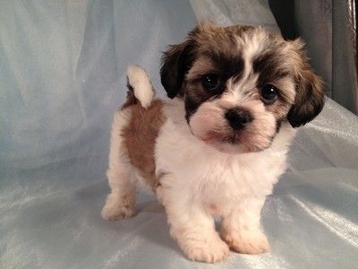 Shih tzu Bichon puppy - I need this puppy! Shichon Puppies, Teddy Bear Puppies, Morkie Puppies, Cute Puppies And Kittens, Shitzu Puppies, Toy Dog Breeds, Teddy Bear Dog, Dog Mixes, Mixed Breed Dogs