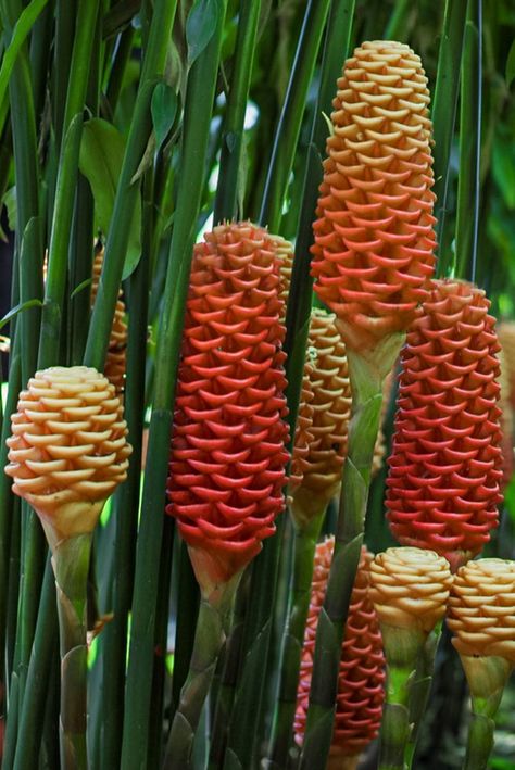 Beehive Ginger Flower, Beehive Ginger Plants, Ginger Flower Plant, Ginger Plant Flower, Grow Ginger Indoors, Zingiber Zerumbet, Exotic Flowers Tropical, Beehive Ginger, Ginger Flowers