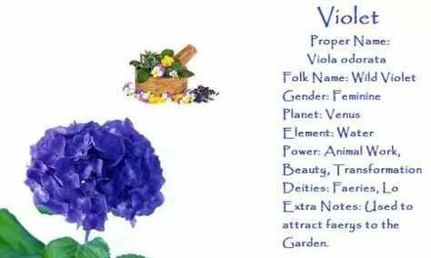 Violet Violet Magical Properties, Herb Magical Properties, Violet Witchcraft, Charms Witchcraft, Herb Pantry, Witch Plants, Magick Herbs, Magickal Correspondences, Hearth Witch