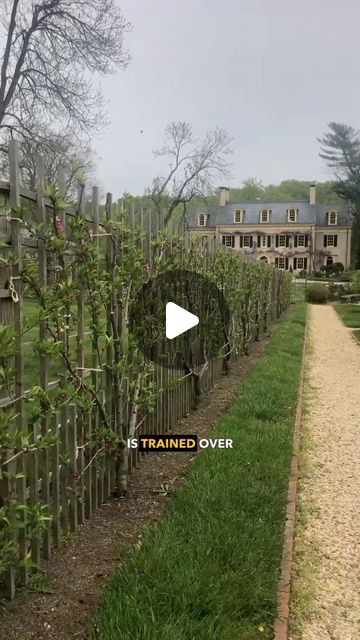 Andrew Conboy on Instagram: "Have you ever heard of these 3 pruning techniques? I recently stopped by the @hagleymuseum and was given a tour of their gardens. In one of them, they had trees pruned in these unique ways. These methods take some practice to master, but they can increase interest or function in your garden, particularly with fruit trees and other small flowering trees. 

Espalier pruning involves training a tree to grow in two dimensions, usually along a wall or fence. It is often used in tight spaces or along the perimeter of a garden. The step-over pruning technique is often used to line paths, and trains trees to grow low to the grow and horizontally along a structure. Lastly, Quenouille pruning involves shaping a tree into a conical shape with main layers of branches that Apple Tree Fence, Fruit Tree Fence, Small Flowering Trees, Tree Arborist, Fence Trees, Espalier Fruit Trees, Fruit Tree Garden, Orchard Design, Garden Hacks