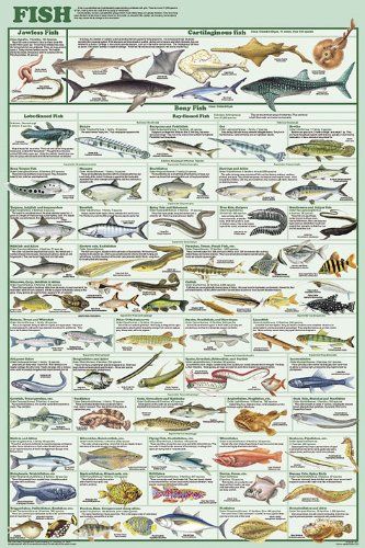 Fish Species Educational and Decorative Chart Poster 24 x 36 123Posters http://smile.amazon.com/dp/B003QKWMRA/ref=cm_sw_r_pi_dp_mAS0ub1JHD12A Fish Chart, Science Chart, Fishing Techniques, Types Of Fish, Gone Fishing, Education Poster, Best Fishing, Saltwater Fishing, Zoology