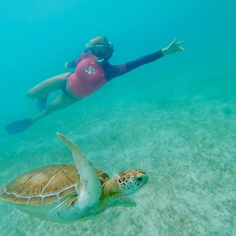 Vika Ermolaeva on Instagram: “Omg! 😍 I’m really lucky today! Look who I met! I'm so excited 😄 Words can't describe what I feel inside ❤️ - #seaturtle #seaturtles #mexico…” Marine Biology, Sea Turtles, Scuba Diving, Snorkeling, Turtles, Biology, The Ocean, Diving, Swimming