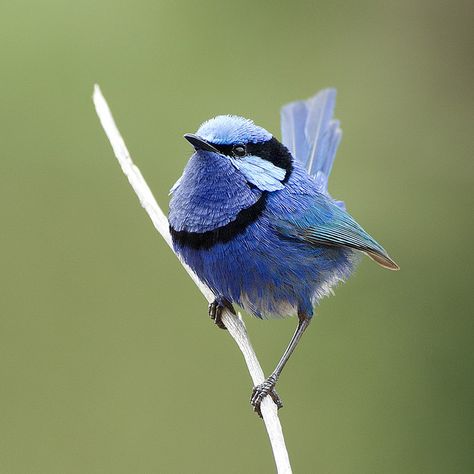 Wings Artwork, Animals In The Wild, Blue Wren, Fairy Wren, Vr Lens, Australia Animals, World Birds, Modern Birds, Australian Birds