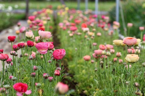 Grow Ranunculus, Grow Butterflies, Rose Like Flowers, Ranunculus Garden, Spring Blooming Flowers, Seed Starting Soil, Ranunculus Flower, Cut Flower Farm, Ranunculus Flowers