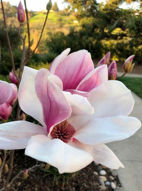 Saucer Magnolia, Magnolia Pictures, Japanese Magnolia, Crepe Paper Flowers, Sugar Flowers, Landscaping Plants, Floral Painting, Painting Inspiration, Garden Landscaping