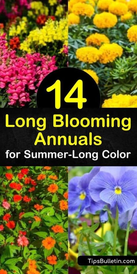 Discover how to fill your yard with flowers that bloom all summer long. Grow low-maintenance annual flowers such as impatiens, geraniums, salvia, snapdragon, and begonia in partial shade or full sun and enjoy continuous blooms. #longbloomingannuals #longblooming #annuals #plants #flowers Annual Flower Beds Design, Flower Bed Decor Ideas, Annual Flowers For Shade, Ideas Around Trees, Annual Flower Beds, Full Sun Container Plants, Shade Annuals, Full Sun Annuals, Full Sun Flowers