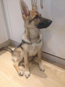 German Shepherd Short Haired German Shepherd, German Shepherd Facts, Shiloh Shepherd, German Shepherd Breeds, Police Dog, Royal Palaces, Belgian Shepherd, Dog Facts, Belgian Malinois