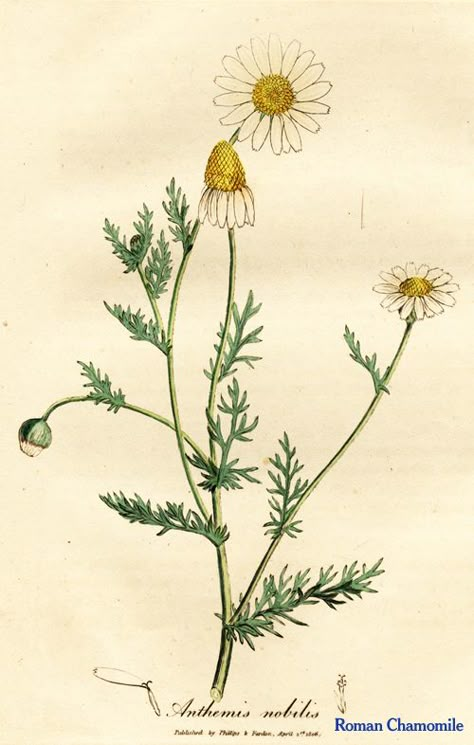 Chamomile. From Ed Smith's personal library: Stephenson & Churchill, "Medical Botany": 1834-1836. Herbs Illustration, Herb Art, Botanical Illustration Vintage, Personal Library, Vintage Botanical Prints, Botanical Beauty, Scientific Illustration, Herbal Extracts, Botanical Illustrations