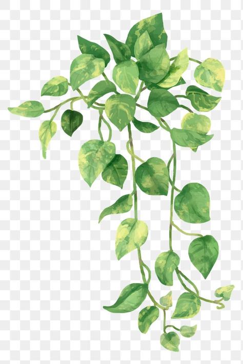 Ivy Watercolor, Creepers Plants, Vine Drawing, Leaf Png, Plant Png, Devils Ivy, Epipremnum Aureum, Watercolor Leaf, Golden Pothos