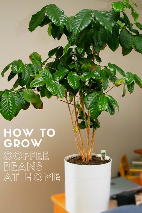 Have you ever wanted to grow your own coffee beans? Read this article to learn how to grow your own beans at home. All you need are 16 coffee trees to supply yourself with free coffee beans every year! Growing Coffee Beans, Indoor Coffee Plant, Grow Coffee Beans At Home, How To Grow Coffee, Coffee Tree Plant, How To Grow Coffee Beans At Home, Growing Coffee Beans At Home, Coffee Plant Care, Coffee Bean Plant