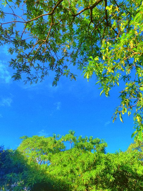 Bright Blue And Green Aesthetic, Green And Blue Aesthetic, Blue And Green Aesthetic, Blue Green Aesthetic, Aesthetic Trees, Blue Macaw, Blue Sky Background, Jungle Green, Animal Games