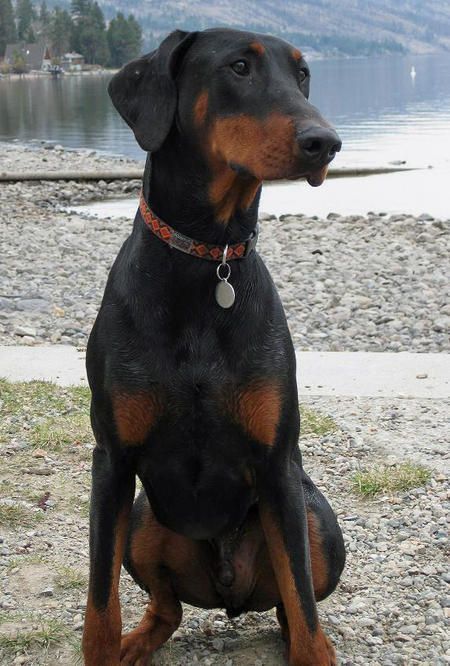 Love a Doberman with floppy ears. Doberman With Floppy Ears, Doberman Natural Ears, Doberman Natural, Black And Tan Terrier, Camping Backyard, Doberman Pinscher Puppy, Walking Dogs, Dog Chain, Doberman Love