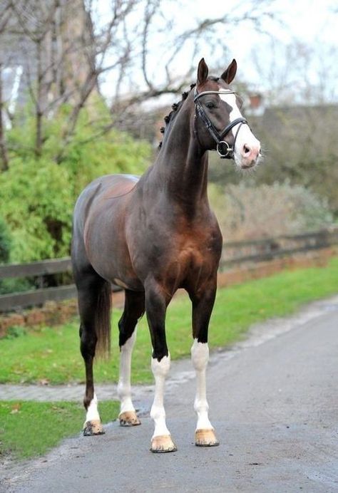 Callaho’s Benicio- 2005 Liver Chestnut Hanoverian Stallion Liver Chestnut Horse Jumping, Horse Skeleton, Liver Chestnut, Horse Standing, Warmblood Horses, Cai Sălbatici, Rasy Koni, Beautiful Horse Pictures, Hanoverian