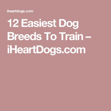 12 Easiest Dog Breeds To Train – iHeartDogs.com Under Bridge, Outside Dogs, Easiest Dogs To Train, Animal Behavior, Poodle Dog, Small Dog Breeds, Super Mom, Family Dogs, Dog Trainer