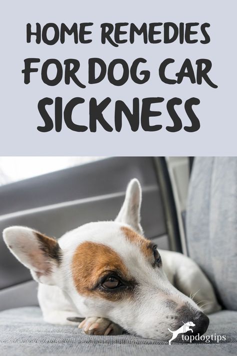 Sick Dog Remedies, Sick Puppies, Dog Remedies, Car Sick, Sick Dog, Dog Care Tips, Summer Dog, Dog Car, Dog Travel