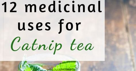 Catnip Tea Benefits, Catnip Herb Benefits, Catnip Benefits, Medicinal Gardening, Healing Tea Recipes, Catnip Tea, Growing Catnip, Ring Worm, Gnomes Spring