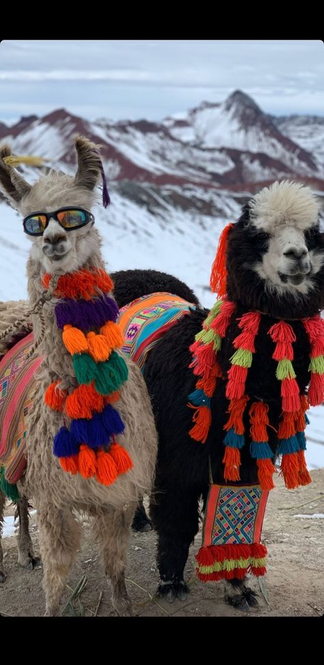 Wallpaper, turismo, Perú Peru Llama, Ricky Martin, Llama, South America, Peru, Alpaca, Aurora, Beautiful Places, Camel