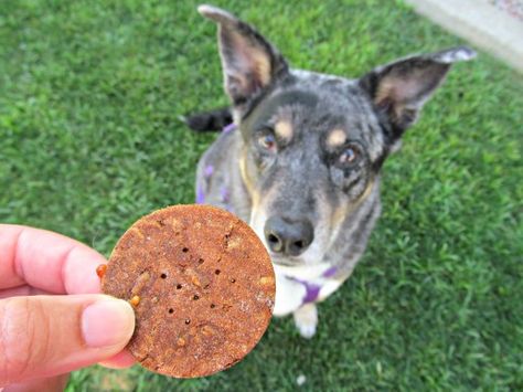 (wheat, gluten, grain-free) cheesy pizza dog treat/biscuit recipe Pizza Dog, Pet Treats Recipes, Dessert Chef, Dog Treat Recipe, Cheesy Pizza, Grain Free Dog Food, Puppy Treats, Wheat Gluten, Dog Cookies