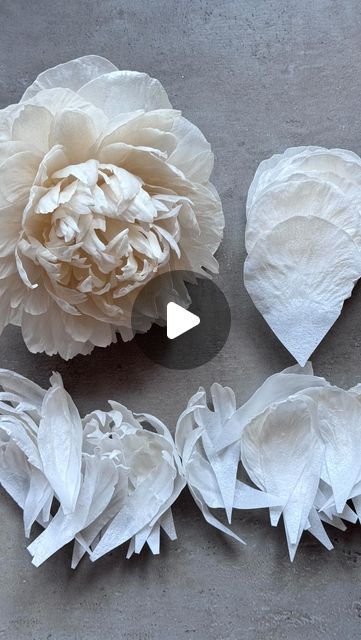 Zane Stavra on Instagram: "Pom Pom Wafer Paper Peony - sneak peek from my new video tutorials 🤍  #waferpaperworkshop #waferpaperclasses #waferpaperpeonies #waferpaperpeony #waferpaperpeonyinwork #waferpaperpeonyclass #waferpapeony #waferpaperflowers #waferpaperoncakes #waferpaperpeonyflower #waferpaperpiony #waferpaperpion" Peony Template Free Printable, Wafer Paper Peony Tutorial, Wafer Paper Leaves, Wafer Paper Flowers Tutorial, Wafer Paper Tutorial, Paper Peonies Tutorial, Flower Petal Template, Paper Peony, Wafer Paper Flowers