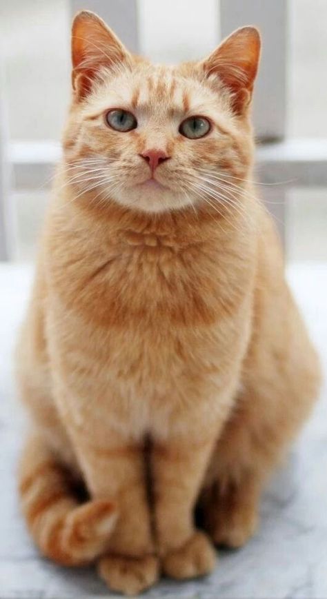 Cele Mai Drăguțe Animale, 골든 리트리버, Image Chat, Orange Tabby Cats, Orange Cats, Orange Tabby, Haiwan Peliharaan, Cat Photography, Ginger Cats