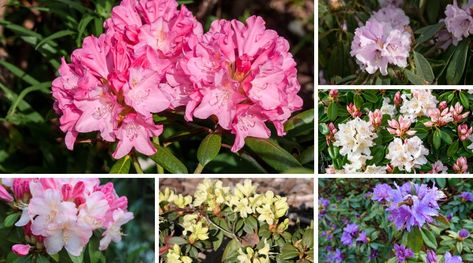 11 Dwarf Rhododendron Varieties For Compact Garden Spaces Rhododendron Varieties, Perennial Border Plants, Compact Garden, Light Purple Flowers, Border Plants, Light Pink Flowers, Beautiful Pink Flowers, Unique Gardens, Evergreen Shrubs