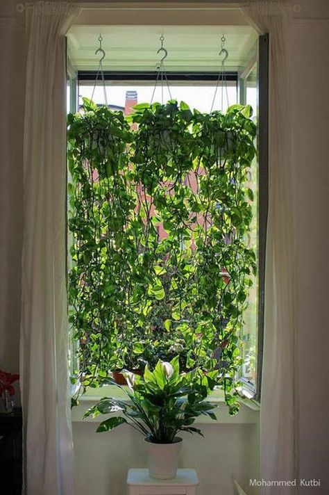 Planta teléfono de 6 años aproximadamente. Curtain Plants, Plant Curtain, Indoor Vines, Kebun Herbal, Tanaman Indoor, Window Plants, نباتات منزلية, Golden Pothos, Hanging Plants Indoor