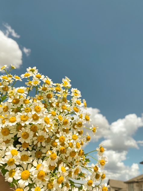 Daisy Background Aesthetic, Chamomile Flowers Aesthetic, Chamomile Aesthetic, Chamomile Wallpaper, Chamomile Garden, Chamomile Bouquet, Garden Corner Ideas, Daisy Background, Chamomile Plant