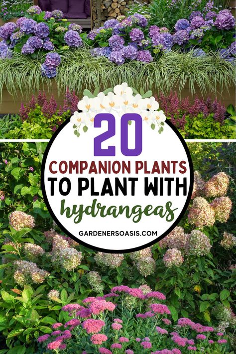 Hydrangea Companion Plants | Gardening Garden With Hydrangeas, Hydrangea Companion Plants, Hydrangea Shade, Plant Pairings, Hydrangea Plant, Garden Hydrangea, Hydrangea Landscaping, Hydrangea Varieties, Types Of Hydrangeas