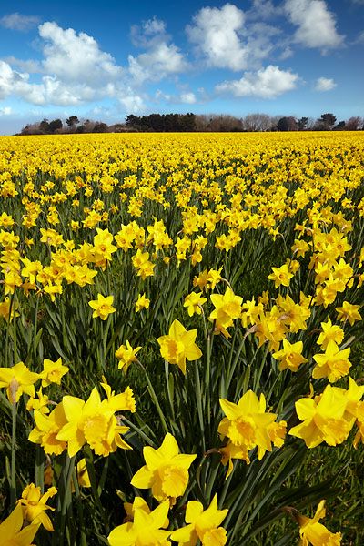 Buttercup Field. Just like the fields at the family farm. Love you granddaddy. Daffodils Field, Buttercup Field, Field Of Daffodils, Golden Daffodils, Flowers Represent, Daffodil Flowers, Narcissus Flower, Cornwall Uk, Yellow Daffodils