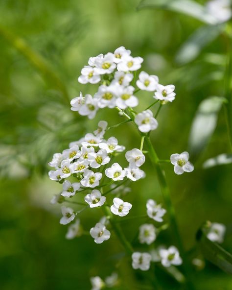 Alyssum is a small and pretty, easy to grow summer flowering hardy annual that goes by several common names: sweet alyssum or Alison because of its strong, sweet scent and 'carpet of snow' for its masses of tiny white blooms. There are pink and purple-flowered varieties, as well as white, and the flowers are often produced in such profusion that the slender lance-shaped green leaves are barely visible. Alyssum Flowers, Window Box Plants, Sweet Alyssum, Growing Cut Flowers, Edging Plants, Border Plants, Cut Flower Garden, Cold Frame, Flower Gardens