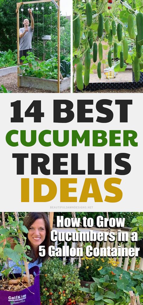 Vine Vegetables Trellis, What To Grow With Cucumbers, Garden Trellis Ideas Diy Tomato Cages, Best Trellis For Tomatoes, Cucumbers Garden Trellis Ideas, Cucumber Fence Trellis Ideas, Cucumber In Garden, Cucumber Vines Trellis, Veggie Trellis Ideas