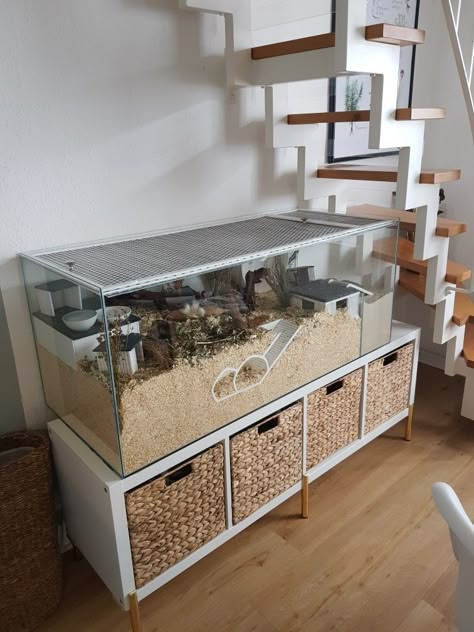 Hamster Room Ideas, Best Hamster Cage Ideas, Aesthetic Hamster Cage, Hamster Cage Ideas Aesthetic, Hamster House Ideas, Hamster Room, Hamster Enclosure Ideas, Hampster Cage, Hamster Aesthetic