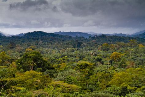 Rainforest Landscape, African Rainforest, African Forest, African Landscape, Landscape Model, Forest Landscape, African Men, Stock Photography Free, Birds Eye View