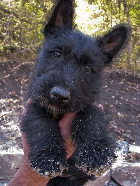 19 Reasons Scottish Terriers Are Truly One Of The Best Breeds Ever West Highland Terrier, Sweet Dogs, Scottish Terrier, Cairns, Scottie Dog, Bloopers, Sweet Animals, Baby Dogs, 귀여운 동물