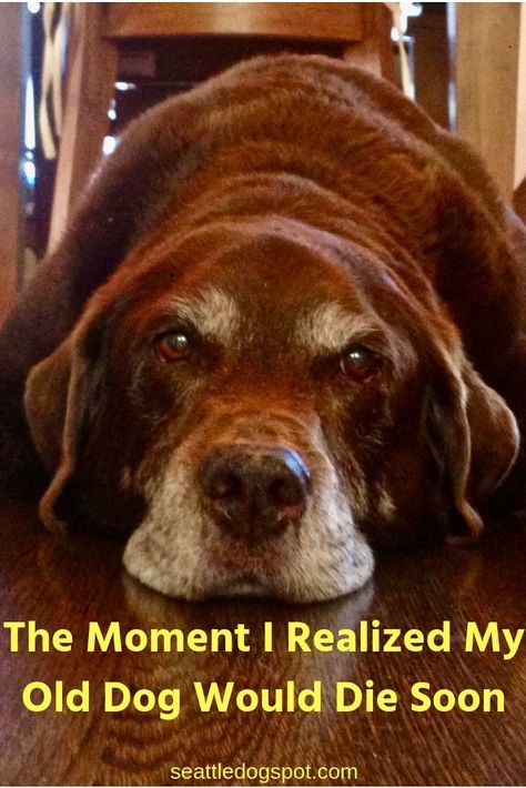 I Finally Acknowledge My Senior Dog Will Die Soon | Seattle DogSpot Old Labrador, Senior Dogs Care, Elderly Dogs, Dog Friendly Hotels, Dog Health Tips, Senior Dogs, Puppy Lover, Older Dogs, Old Dogs