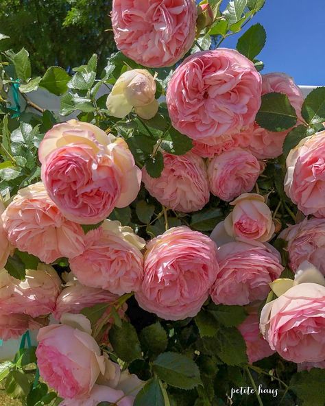 Petite Haus | French Country on Instagram: “Meanwhile at home... Eden climbing rose by David Austin is going to town. One of my favorite roses!! . . . .  #blooming_petals #blooms…” Pink Roses, Eye Candy, The Sun, Roses, Candy, Sun, Flowers, Pink, Blue