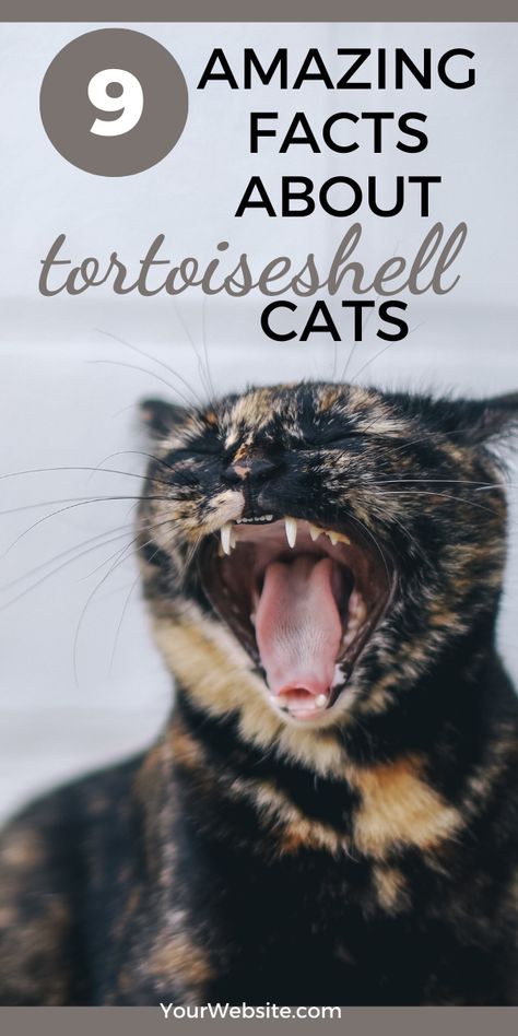 9 Awesome Facts About Tortoiseshell Cats #tortoiseshell #catfacts Gray Tortoiseshell Cat, Calico Tortoiseshell Cat, Tortishell Cat Art, Muted Tortoise Shell Cat, Torti Shell Cats, Blue Tortoiseshell Cat, Cats Tortoise Shell, Tortious Shell Cat, Tortoise Cat Kittens