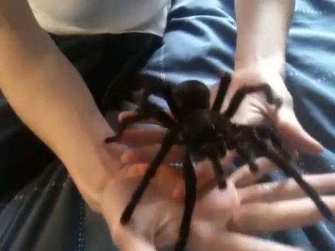 Tarantula Enclosure, Pet Tarantula, Spider Species, Pet Spider, Itsy Bitsy Spider, Cool Bugs, Jumping Spider, Creepy Crawlies, Arachnids