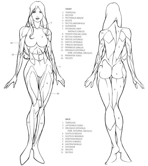 Drawing Female Body, Female Drawing, Human Anatomy Drawing, Siluete Umane, Human Figure Drawing, Human Anatomy Art, Anatomy Sketches, Anatomy For Artists, Body Anatomy