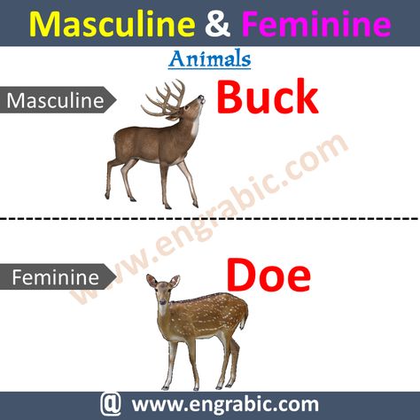 Male and Female Masculine Feminine in English List With Urdu English For kids. Learn 100 examples of masculine and feminine list of genders pdf with Urdu/Hindi meanings. Learn Common Masculine and Feminine Words with Examples.https://www.engrabic.com/masculine-feminine-gender-examples Masculine And Feminine Gender, Feminine Words, Gender Of Nouns, Female Manager, English For Kids, Cow Cat, English Learning Books, Learning Books, Masculine And Feminine