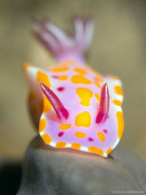 Ceratosoma amoenum, Bare Island by Doug Anderson Cool Sea Creatures, Deep Sea Life, Cool Bugs, Deep Sea Creatures, Sea Photography, Sea Snail, Sea Slug, Beautiful Sea Creatures, Water Animals