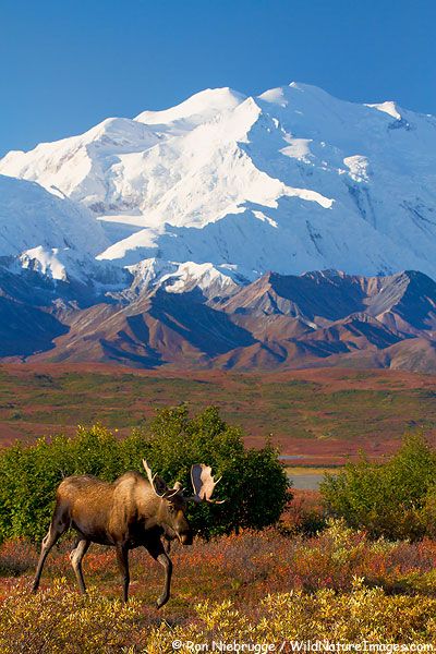 Denali Bull Moose Bull Moose, Mule Deer, Denali National Park, Manx, Ulsan, Yellowstone National Park, An Animal, Pretty Places, Adventure Time