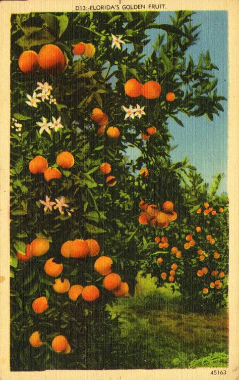 Oranges of Florida. Golden Fruit, Usa Florida, Florida Oranges, Wallpaper Flower, Flowery Wallpaper, Orange Aesthetic, Orange Tree, Wallpaper Art, Florida Usa