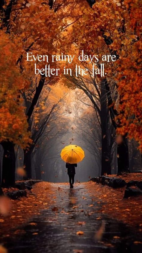 Fall Weather Quotes, Rainy Day Quotes, Fall Humor, I Love Rain, Autumn Rain, Autumn Magic, Love Rain, Autumn Morning, Autumn Scenes