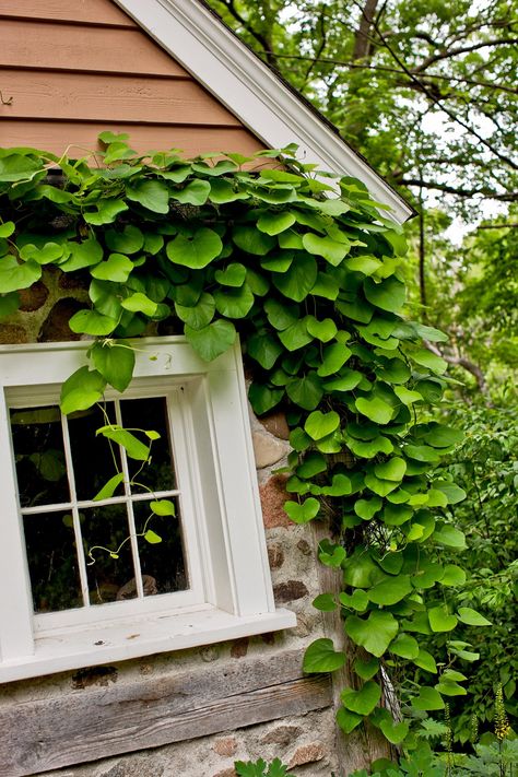 Smart Plant Choices For Vertical Gardens Evergreen Climbers For Shade, Perennial Flowering Vines, Vine Fence, Moonflower Vine, Hydrangea Vine, Urban Gardening Ideas, Vertical Garden Plants, Hydrangea Petiolaris, Rose Gardening