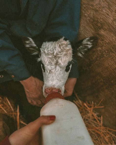 Bottle feeding 🖤 #ranchlife #ranch #cattleranch #western #farmer #calvingseason #westernart #photography #westernartphotography #saskatchewan #prairie #blackangus #farmlife Bottle Feeding Calves, Ranch Family Aesthetic, Western Ranch Aesthetic, Ranch Wife Aesthetic, Farmlife Aesthetic, Julian Aesthetic, Cowpoke Aesthetic, Yellowstone Aesthetic, Farmer Aesthetic