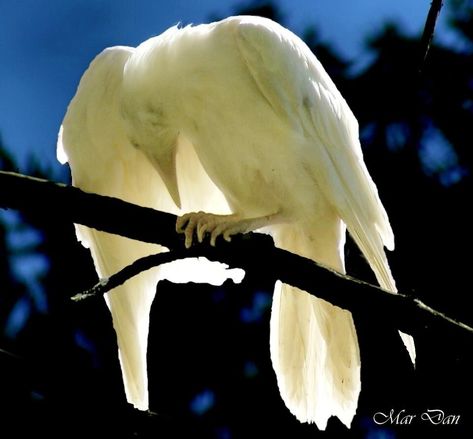 White Raven, Bird Sitting, Albino Animals, Animal Fun, Jackdaw, Crows Ravens, Spirit Animals, Medicine Wheel, Rare Animals