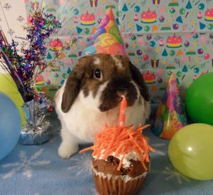 Bunny pawrents celebrating their pet's birthday! #petbirthdays, Birthday Rabbit, Birthday Wishing, Pet Rabbit Care, Birthday Bunny, Raising Rabbits, Rabbit Pictures, Cute Bunny Pictures, Rabbit Care, Bunny Birthday