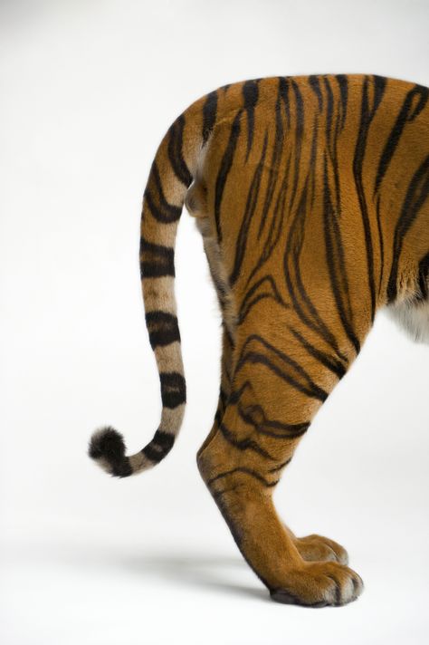 Malayan Tiger, Joel Sartore, Tiger Tail, Panthera Tigris, Leo Lion, Custom Framing, Photographic Print, Lion, Character Design